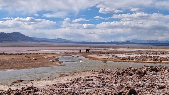 Стая андских фламинго (Phoenicoparrus andinus) и викунья (Lama vicugna) в грязном оазисе в пустыне Атакама