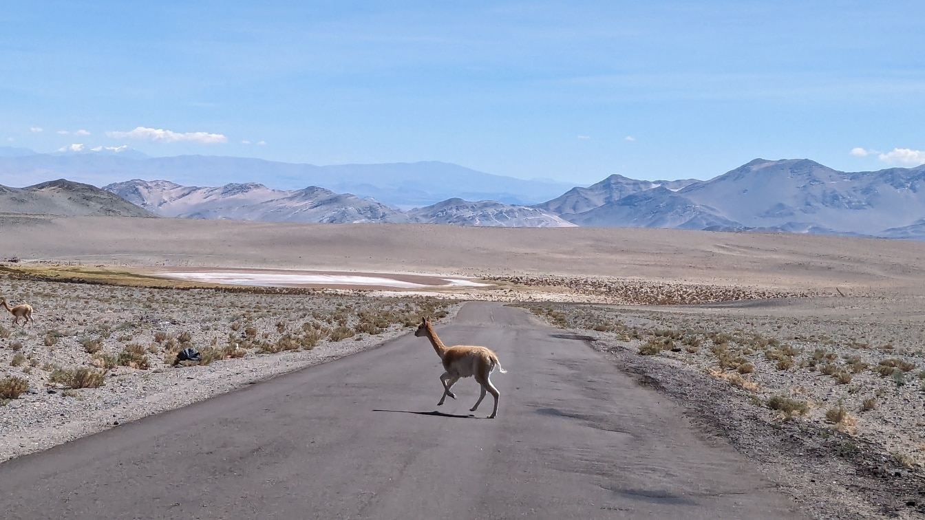Lama přecházející pouštní cestu
