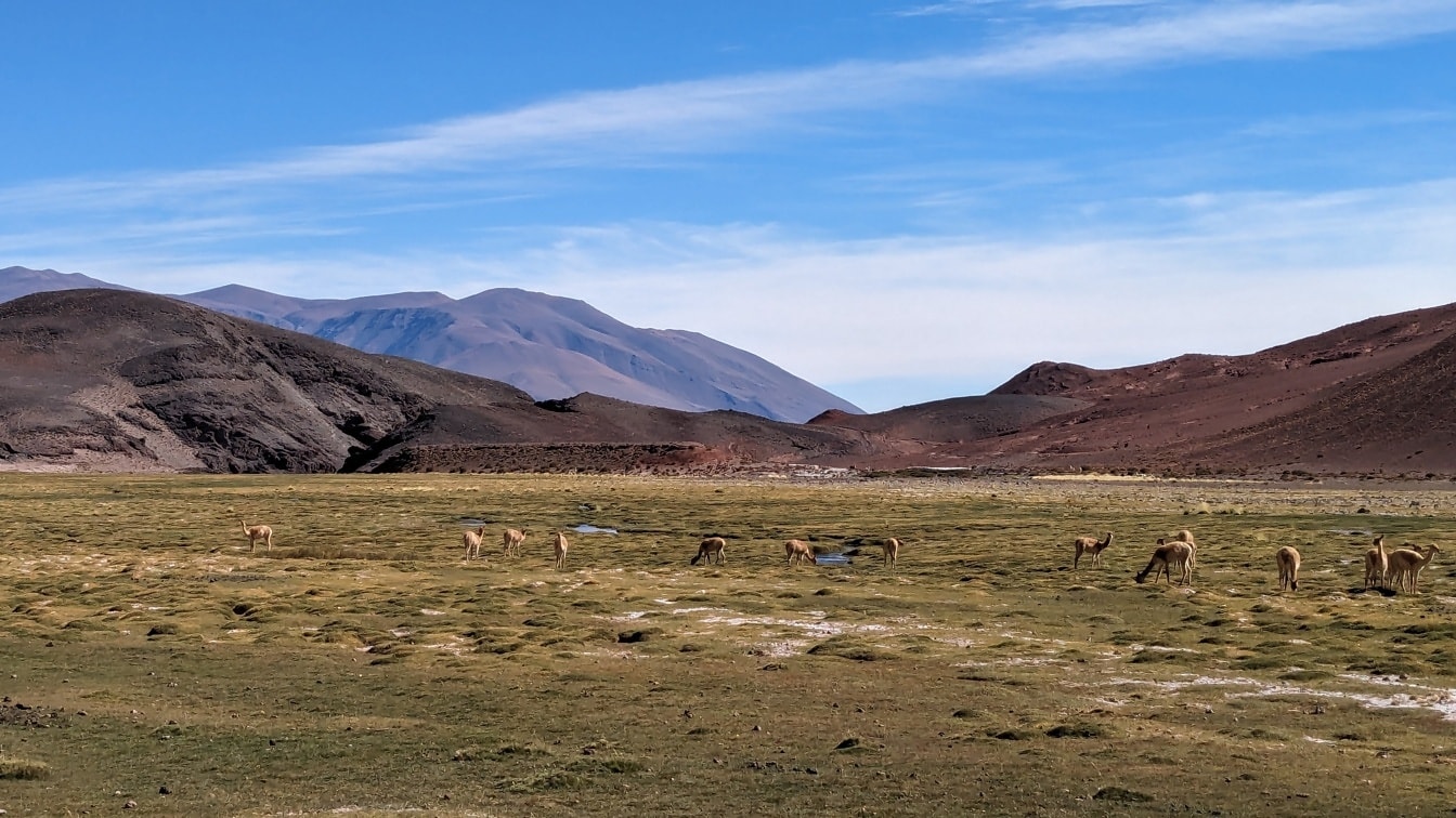 O turmă de animale vicuna  (Lama vicugna) păscând pe un câmp, un strămoș sălbatic al lama domesticit