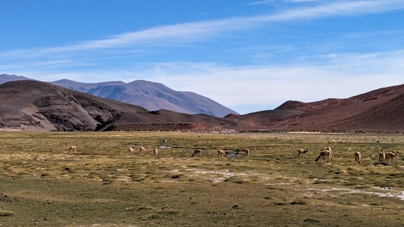 Un branco di animali di vigogna  (Lama vicugna) pascola in un campo, un antenato selvatico del lama addomesticato