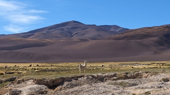 ラマは自然の生息地であるアンデス山脈に(Lama glama)