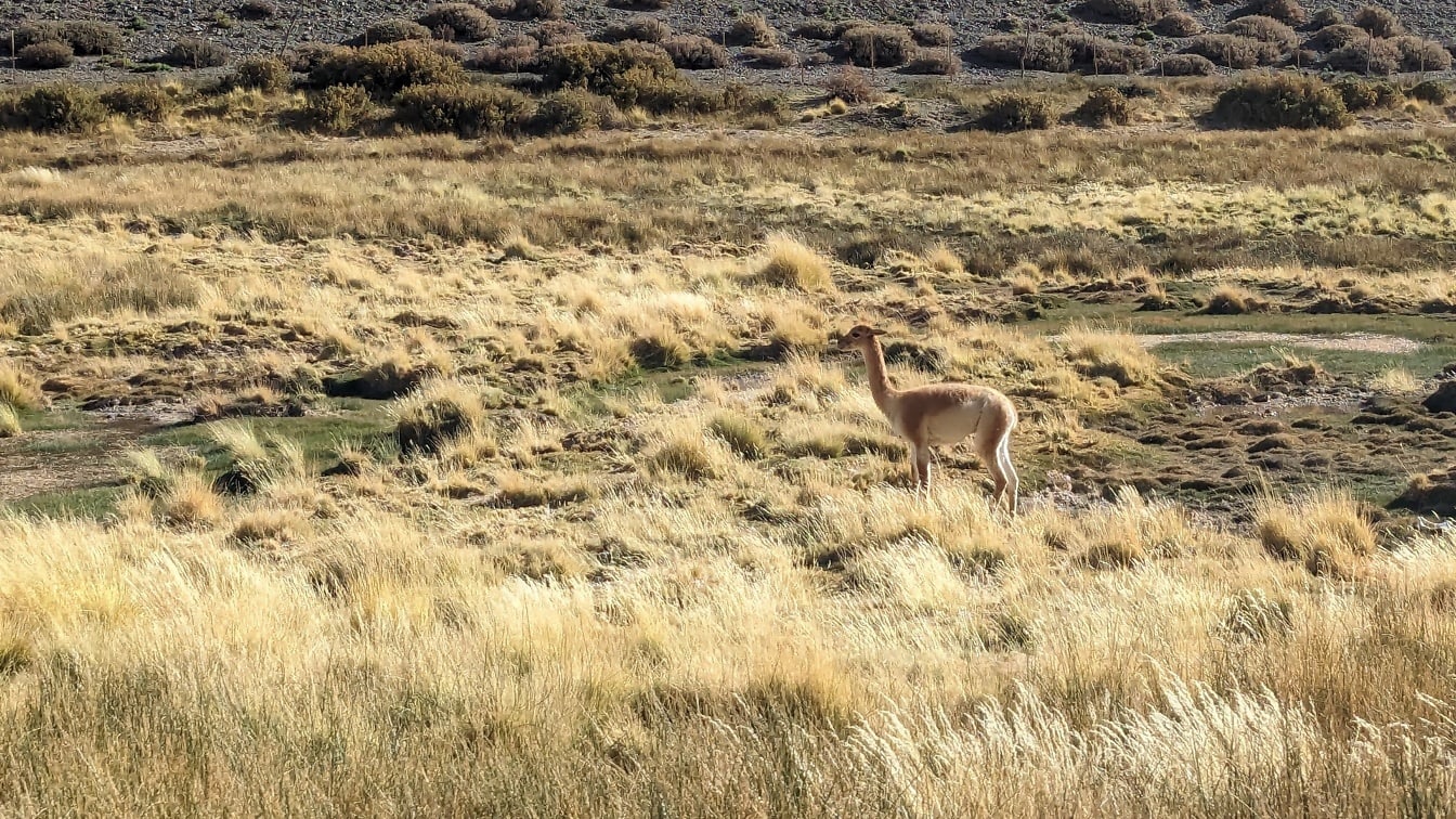 Hewan vicuna (Vicugna vicugna) di lapangan berumput di dataran tinggi gersang di Puna de Atacama di pegunungan Andes