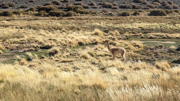 El animal de vicuña (Vicugna vicugna) en un campo cubierto de hierba en una meseta árida en la Puna de Atacama en la cordillera de los Andes