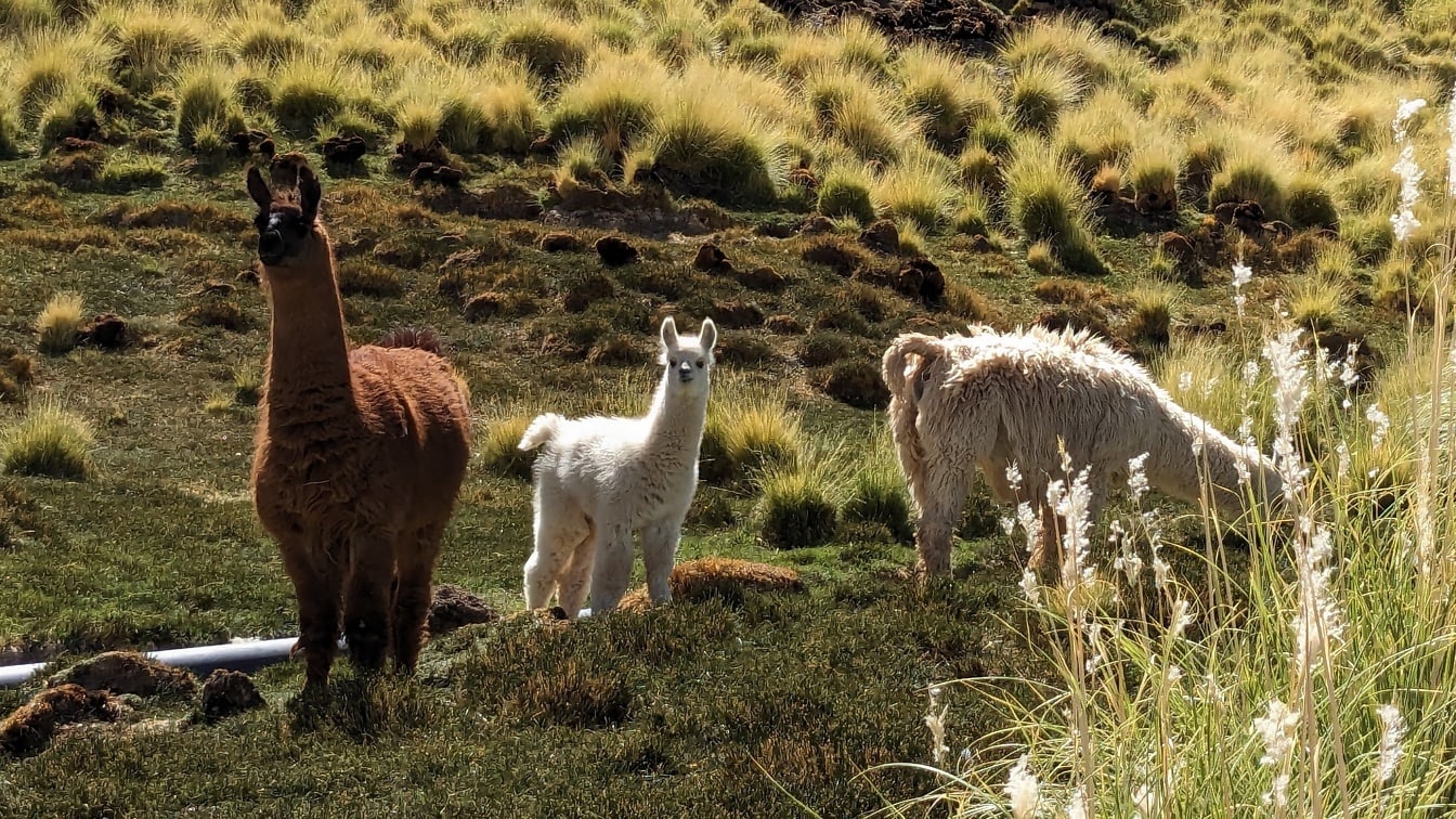 Ламата (Lama glama) опитомена южноамериканска камила в тревисто поле в планините на Андите в естественото си местообитание