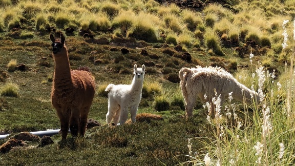 The llama (Lama glama) a domesticated South American camelid in a grassy field in Andean mountains in its natural habitat