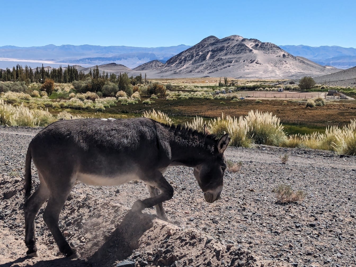 Keledai (Equus asinus asinus) berjalan di jalan berdebu di dataran tinggi Andes