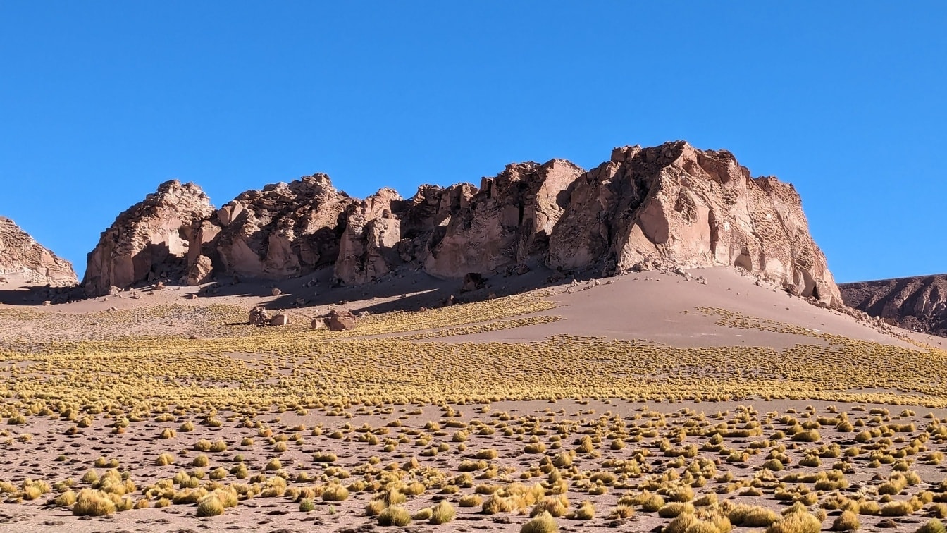 Woestijnplanten op hooggelegen plateu met rotsachtige kliffen op de achtergrond in de Salar de Antofalla-woestijn