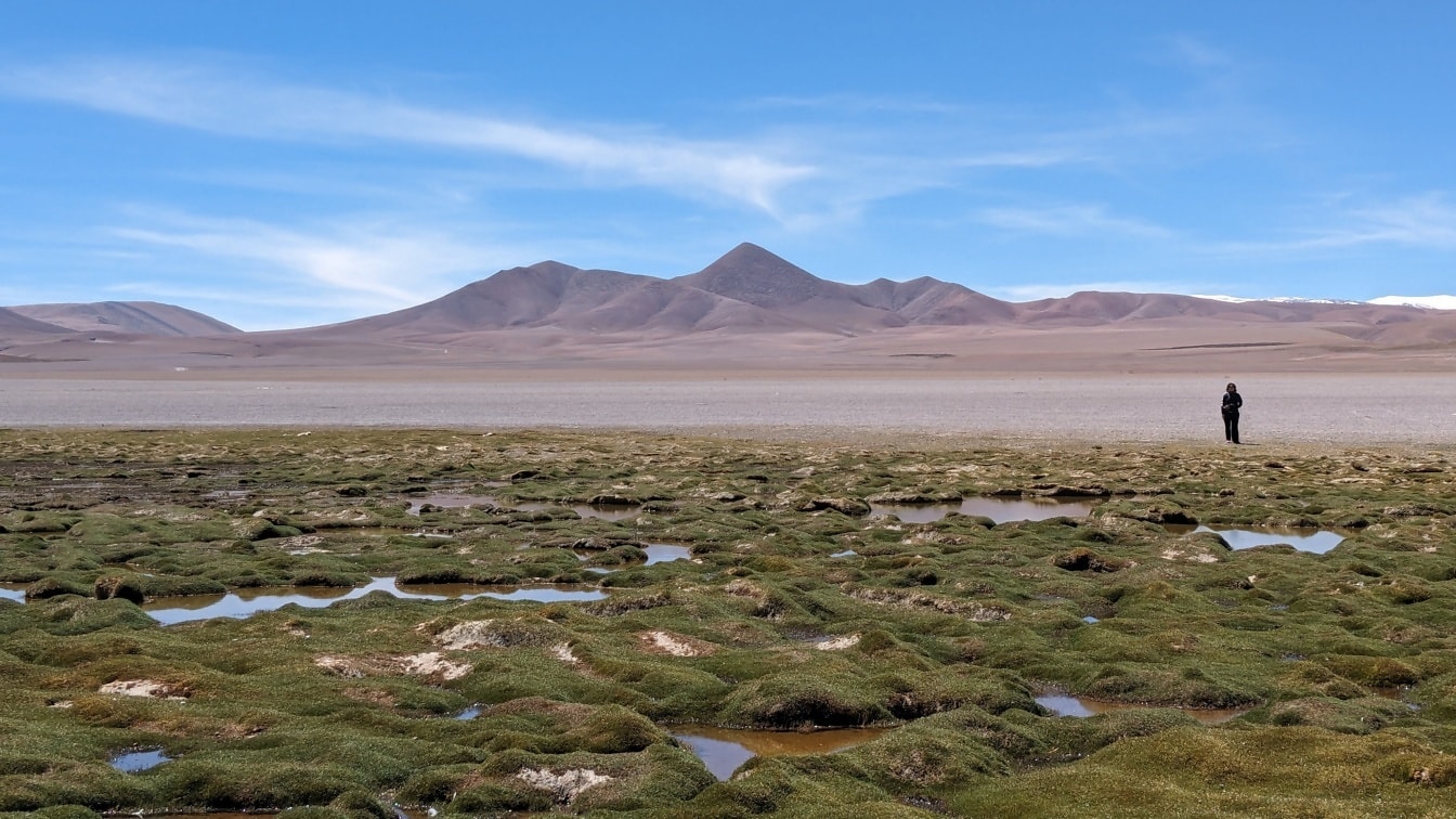 Met gras begroeide moerasoase op een dor plateau in de Puna de Atacama in het Andesgebergte