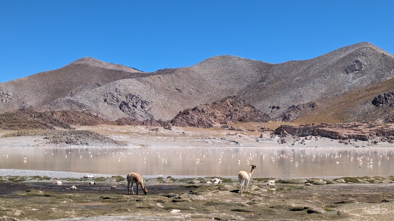 Grupo de llamas Vicuña (Vicugna vicugna) pastando en un oasis en el desierto con bandada de pájaros en el fondo