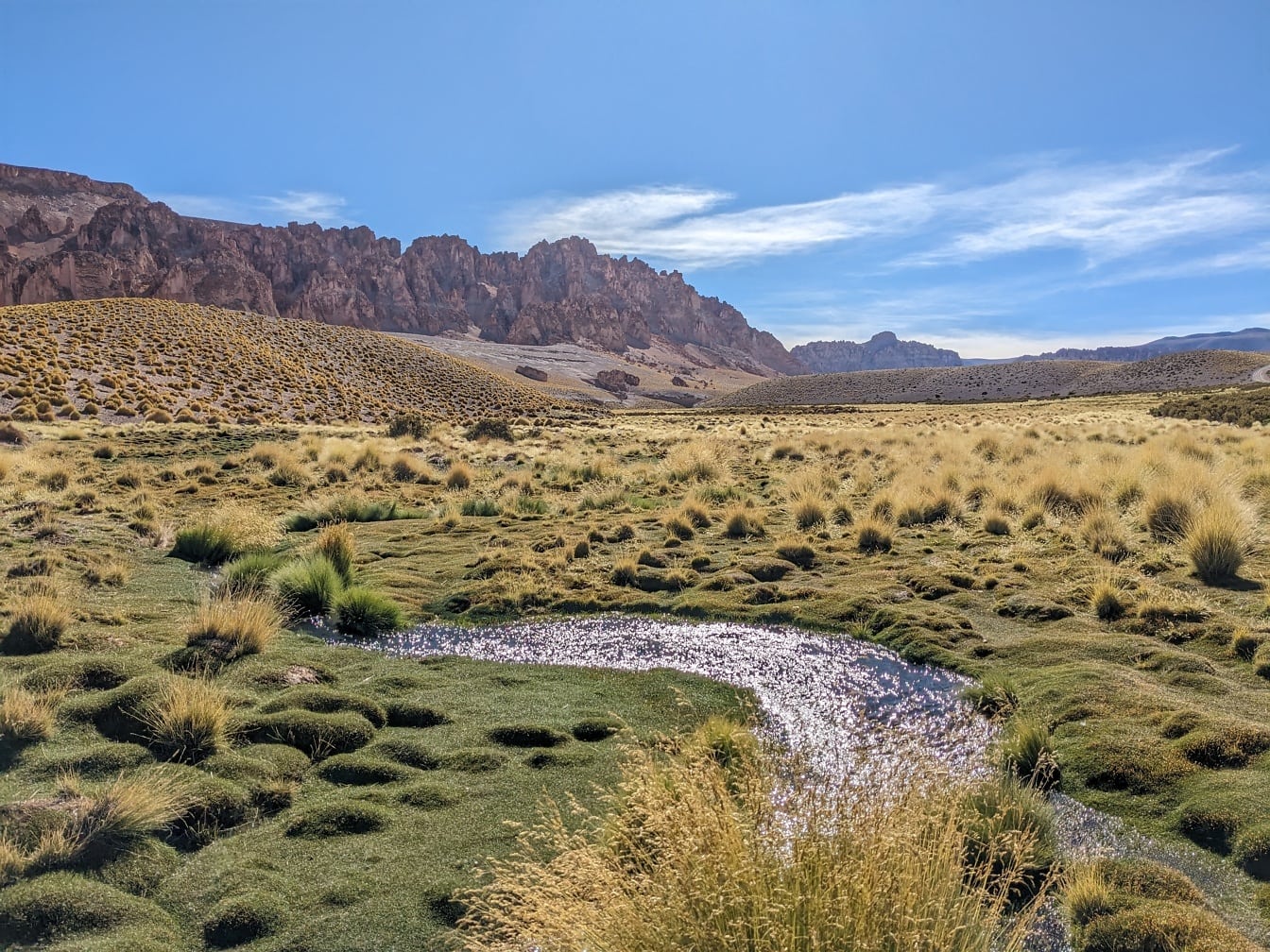Bekk som renner gjennom en gresslette på et tørt platå i Puna de Atacama i Andesfjellene i Nord-Argentina