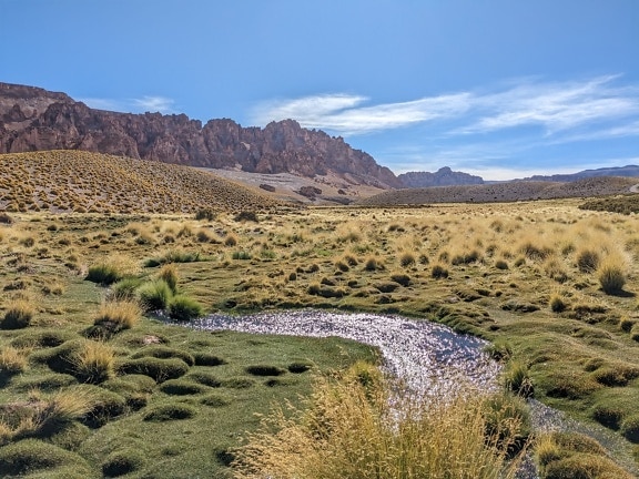 Ручей, протекающий через травянистое поле на засушливом плато в Пуна-де-Атакама в Андах на севере Аргентины