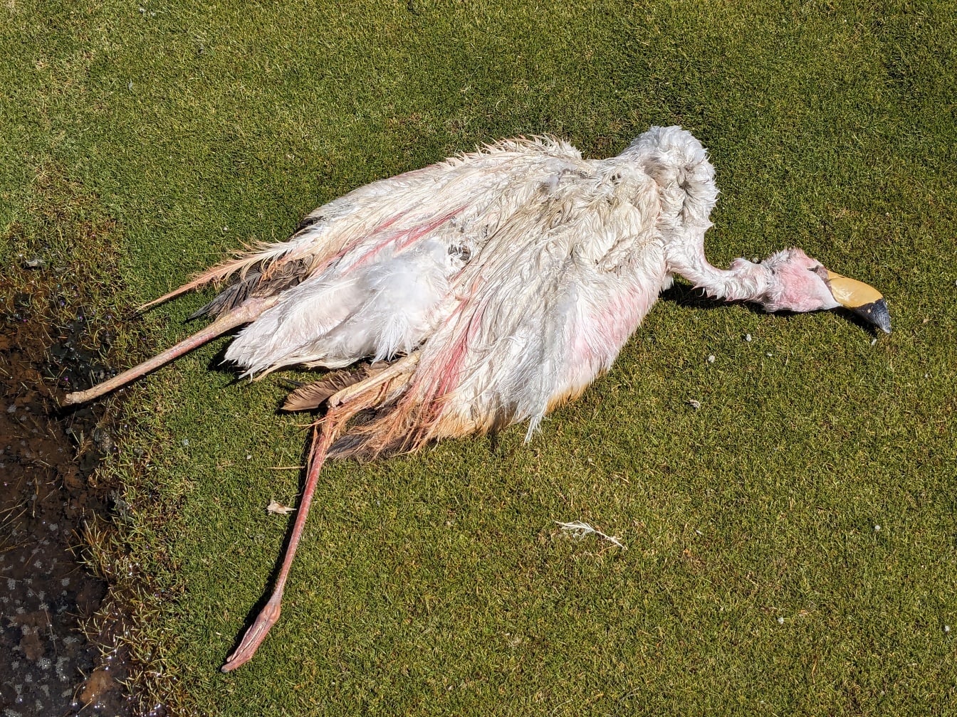 Νεκρό πουλί φλαμίνγκο στο έδαφος (Phoenicopterus roseus)