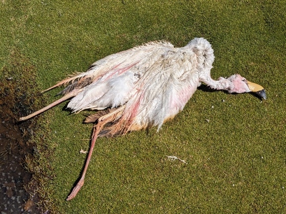 Мертвий птах фламінго на землі (Phoenicopterus roseus)