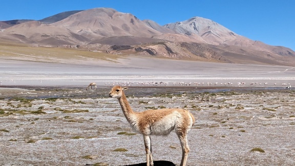 vicuna ยืนอยู่ในที่อยู่อาศัยตามธรรมชาติในโอเอซิสทะเลทราย (Lama vicugna)