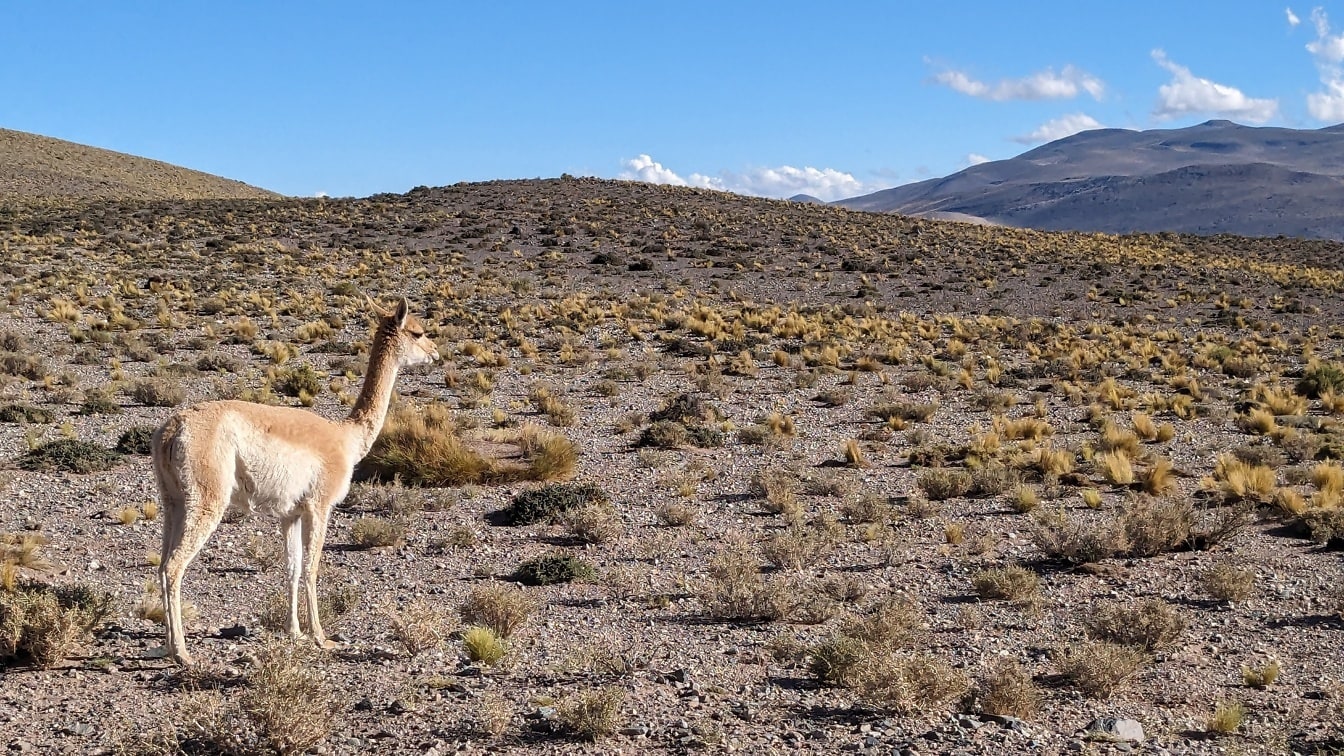 Vikunja (Lama vicugna) stoji u pustinji