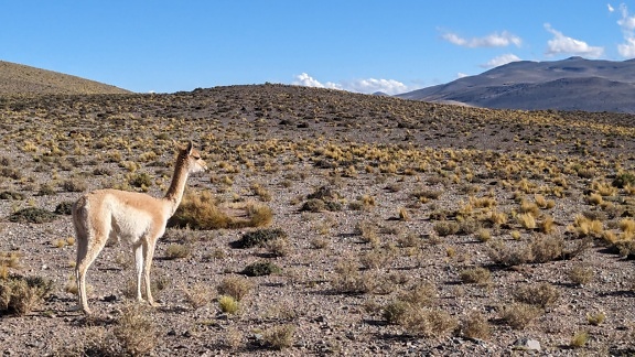 砂漠に立つビキューナ(Lama vicugna)