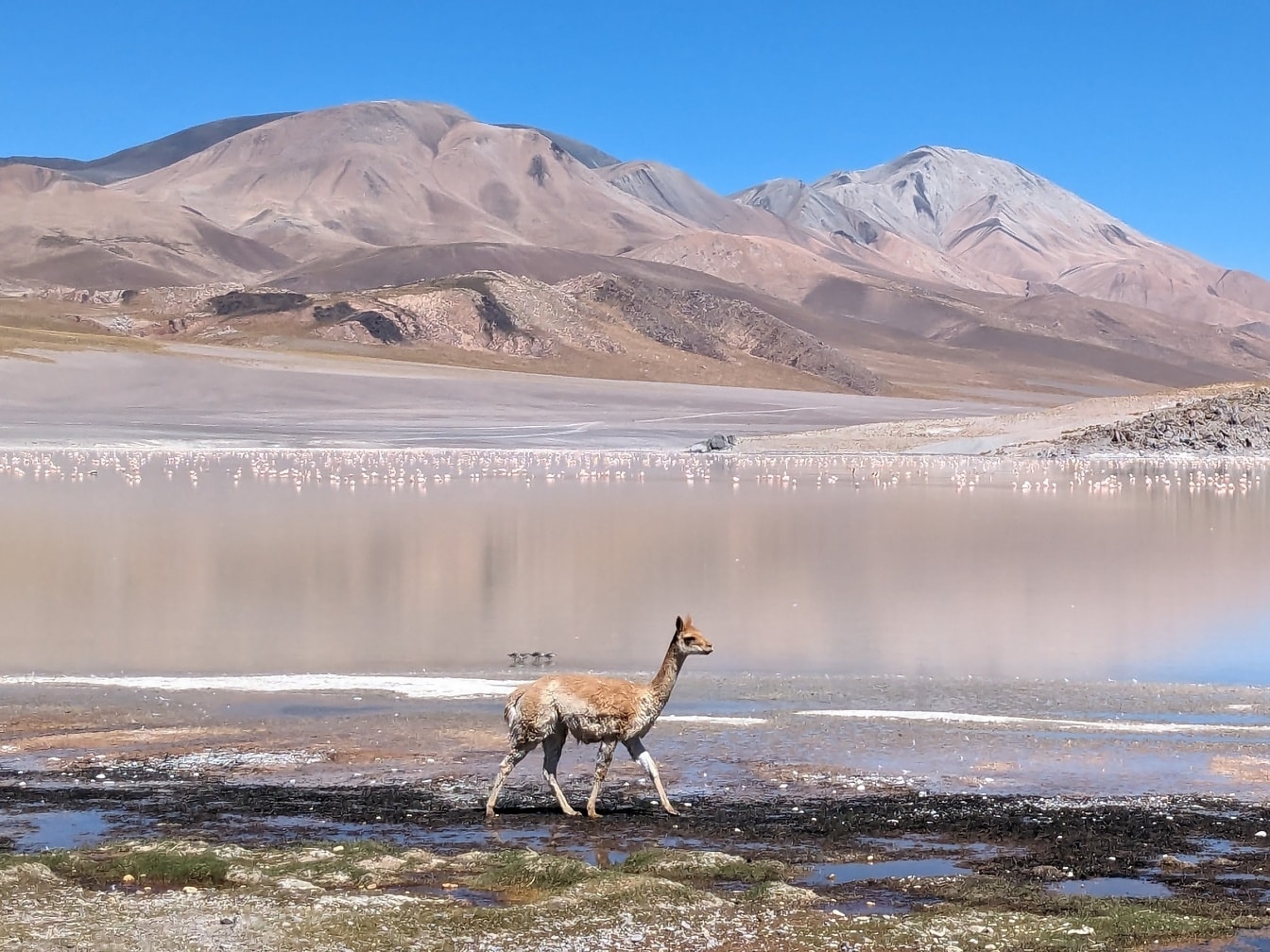 Wild lama walking at salt marsh a desert oasis in her natural habitat