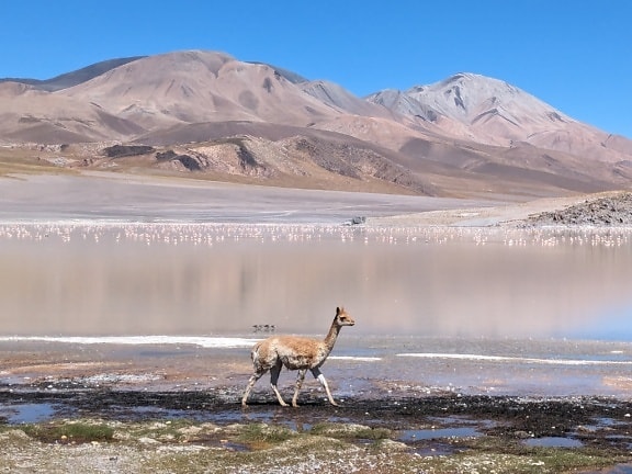자연 서식지의 사막 오아시스인 소금 습지를 걷는 야생 라마