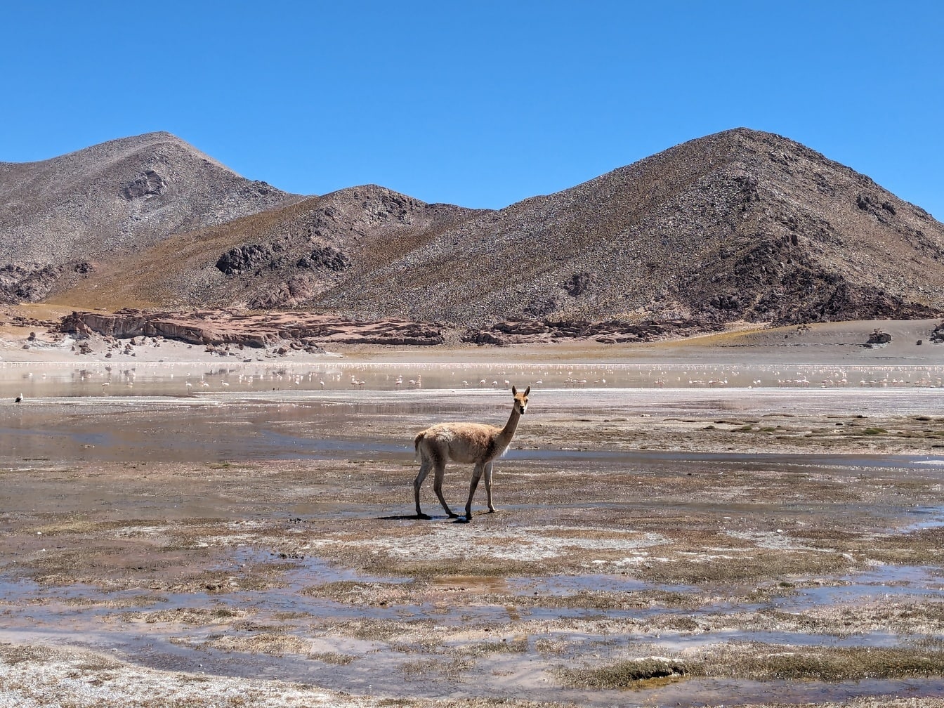 Vicuna-dyret (Lama vicugna) stående i en saltmarsh-oase i en ørken
