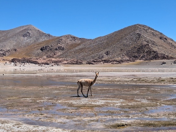 The vicuna animal (Lama vicugna) standing in a saltmarsh oasis in a desert
