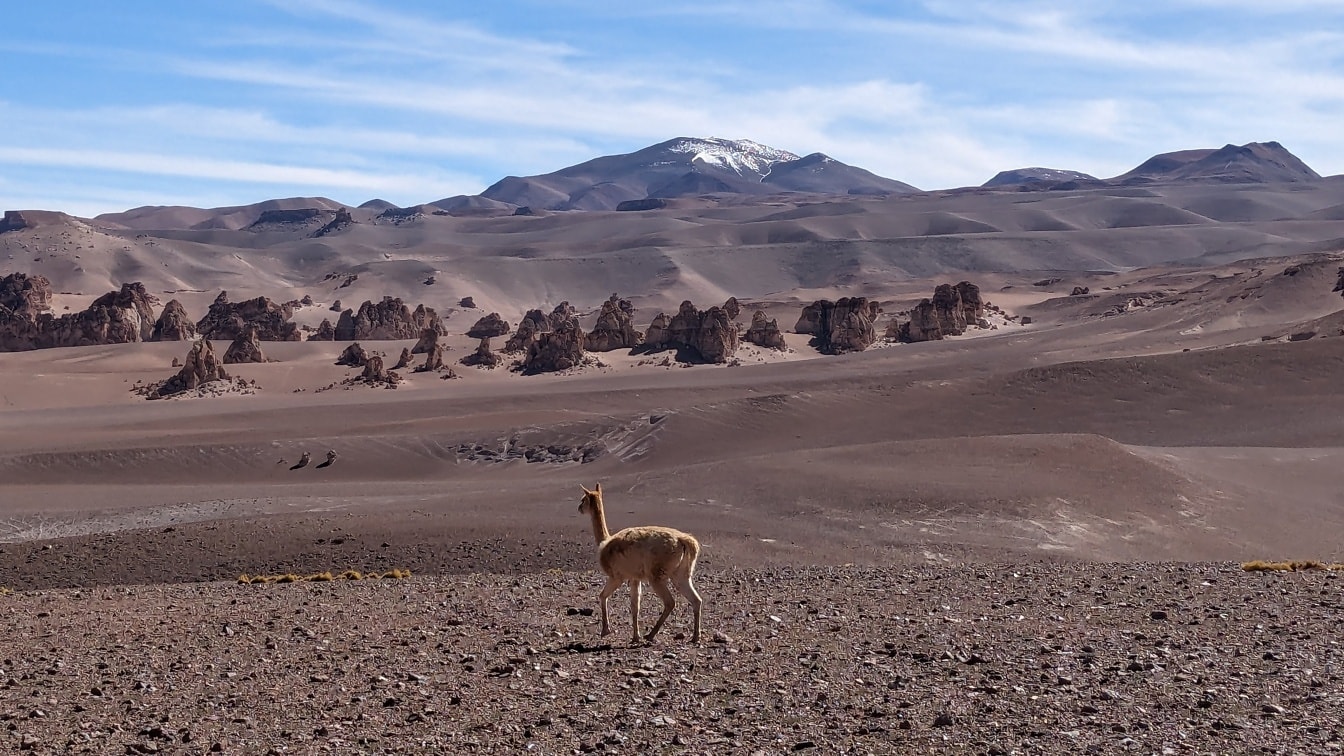 El animal de vicuña (Vicugna vicugna) caminando en el desierto más árido del mundo