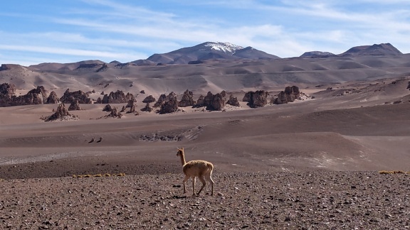 The vicuna animal (Vicugna vicugna) walking in the driest desert of the world