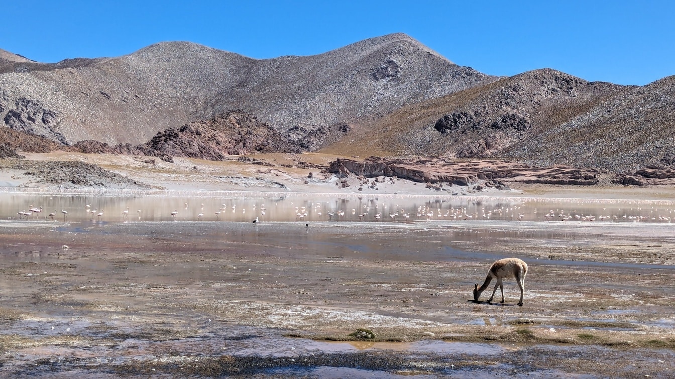 Lama Vicuna (Vicugna vicugna) pasąca się w pustynnej oazie ze stadem flamingów w tle