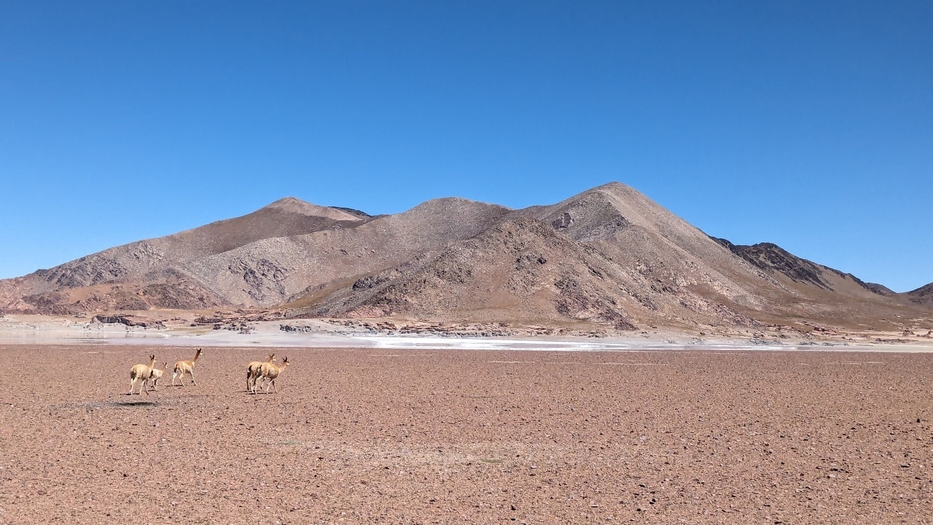 南米の砂漠の自然生息地に生息する野生のラマ僧の群れ