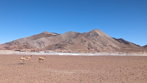 Group of wild lamas in a desert natural habitat in South America