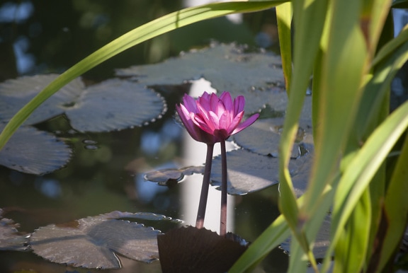 Лилаво-розово цвете водна лилия в езерце (Nymphaea pubescens)