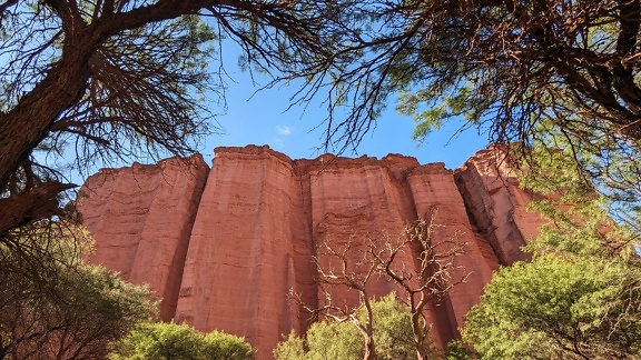 หน้าผาหินสีแดงสูงที่มีต้นไม้อยู่ด้านหน้าในอุทยานแห่งชาติ Talampaya ในอาร์เจนตินา