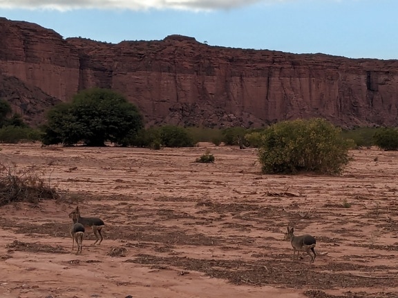 파타고니아의 사막에서 동물을 (Dolichotis patagonum) 하는 파타고니아 마라