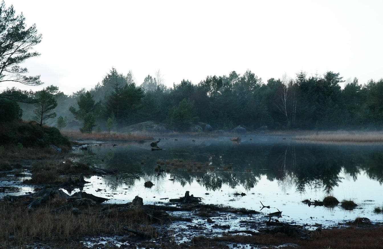 Bahnitý břeh jezera v listopadu s borovicemi na druhém břehu a bílou oblohou nad hlavou