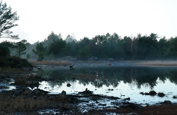Riva fangosa del lago a novembre con pini su un’altra riva e cielo bianco sopra