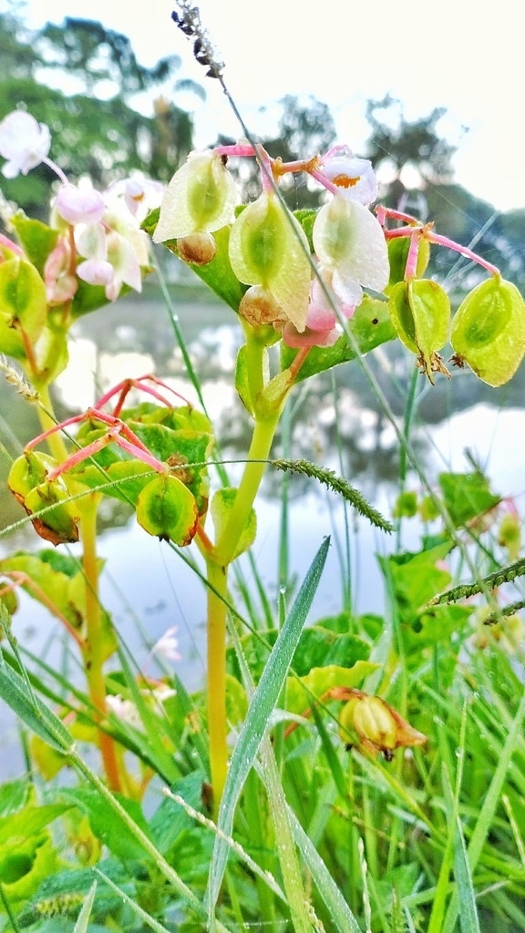 ภาพระยะใกล้ของดอกบีโกเนียสีขาว (Begonia semperflorens) ในหญ้า