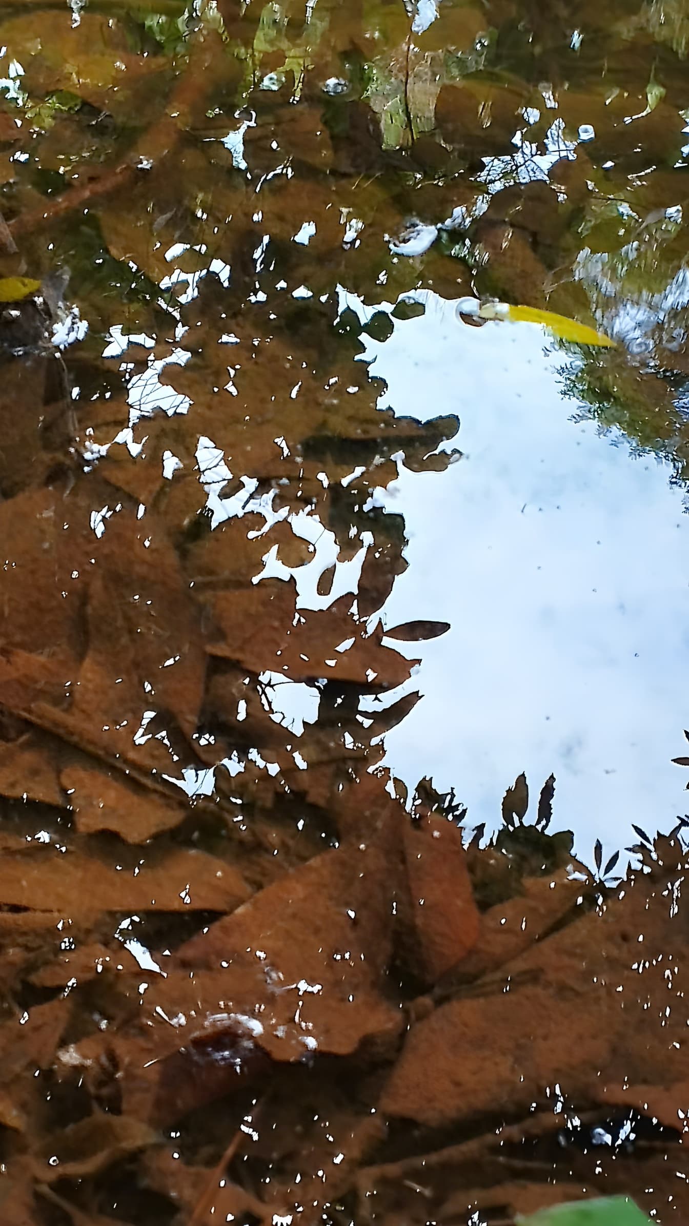 Vodná kaluž s padlými hnedými listami pod vodou