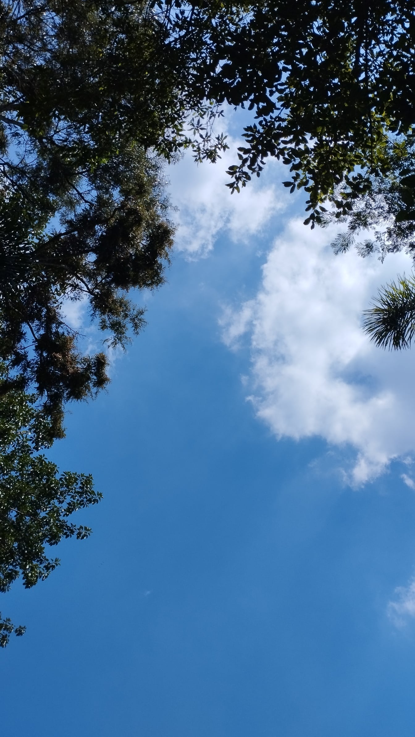 Pohľad na koruny stromov a modrú oblohu