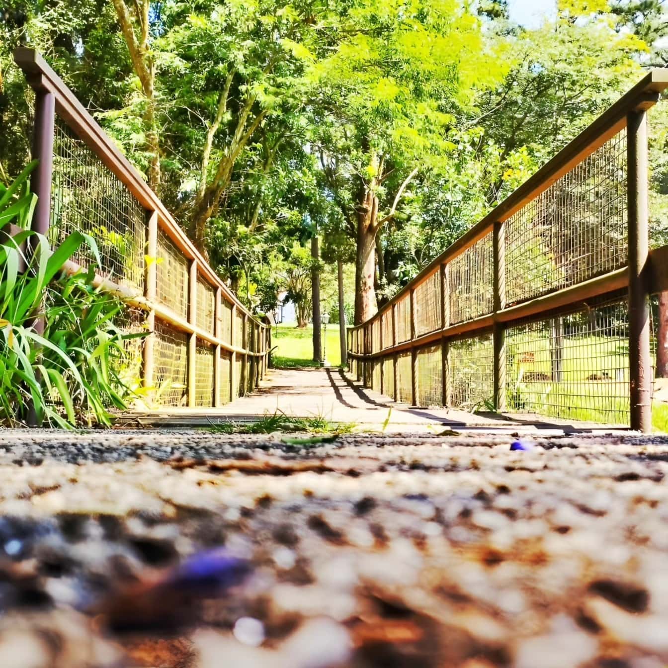 En vej til fodgængerbro af træ med hegn i botanisk park