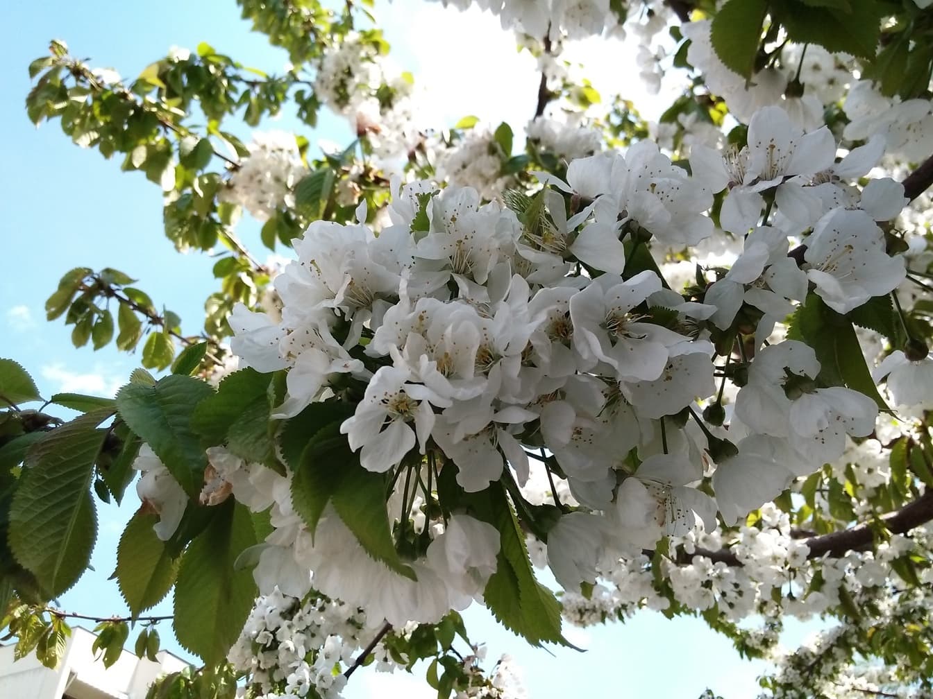 ต้นไม้ที่มีดอกสีขาวในฤดูใบไม้ผลิ