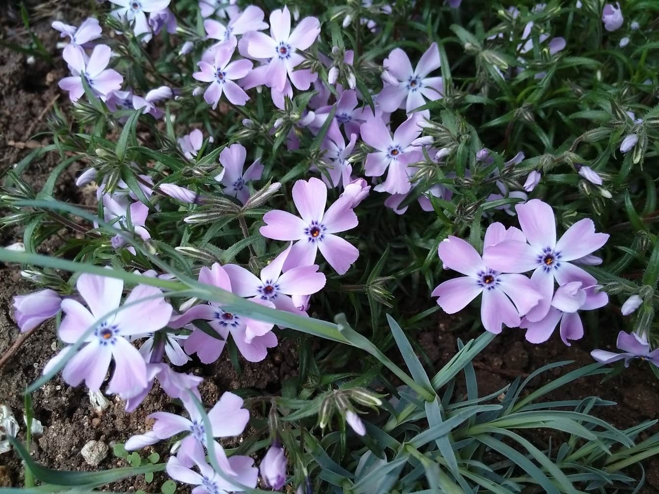 Cisto fiori (Helianthemum mutabile)