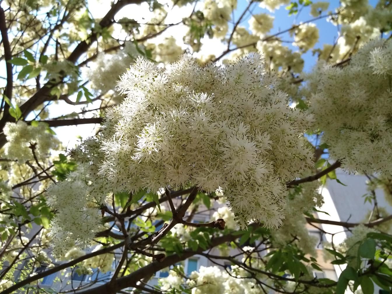 Bílé květy jihoevropského kvetoucího jasanu (Fraxinus ornus)
