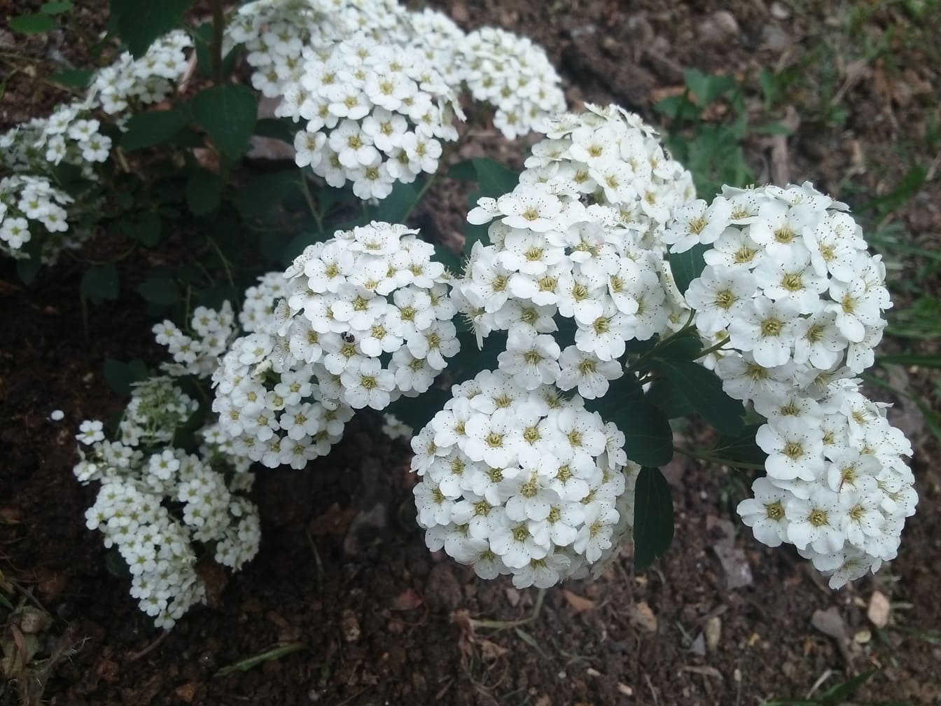 De rent vita blommorna i Hortensia (Hydrangea)