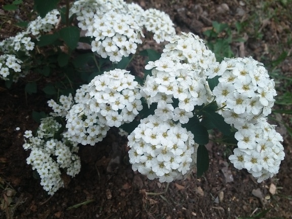 The pure white flowers of the Hortensia (Hydrangea)