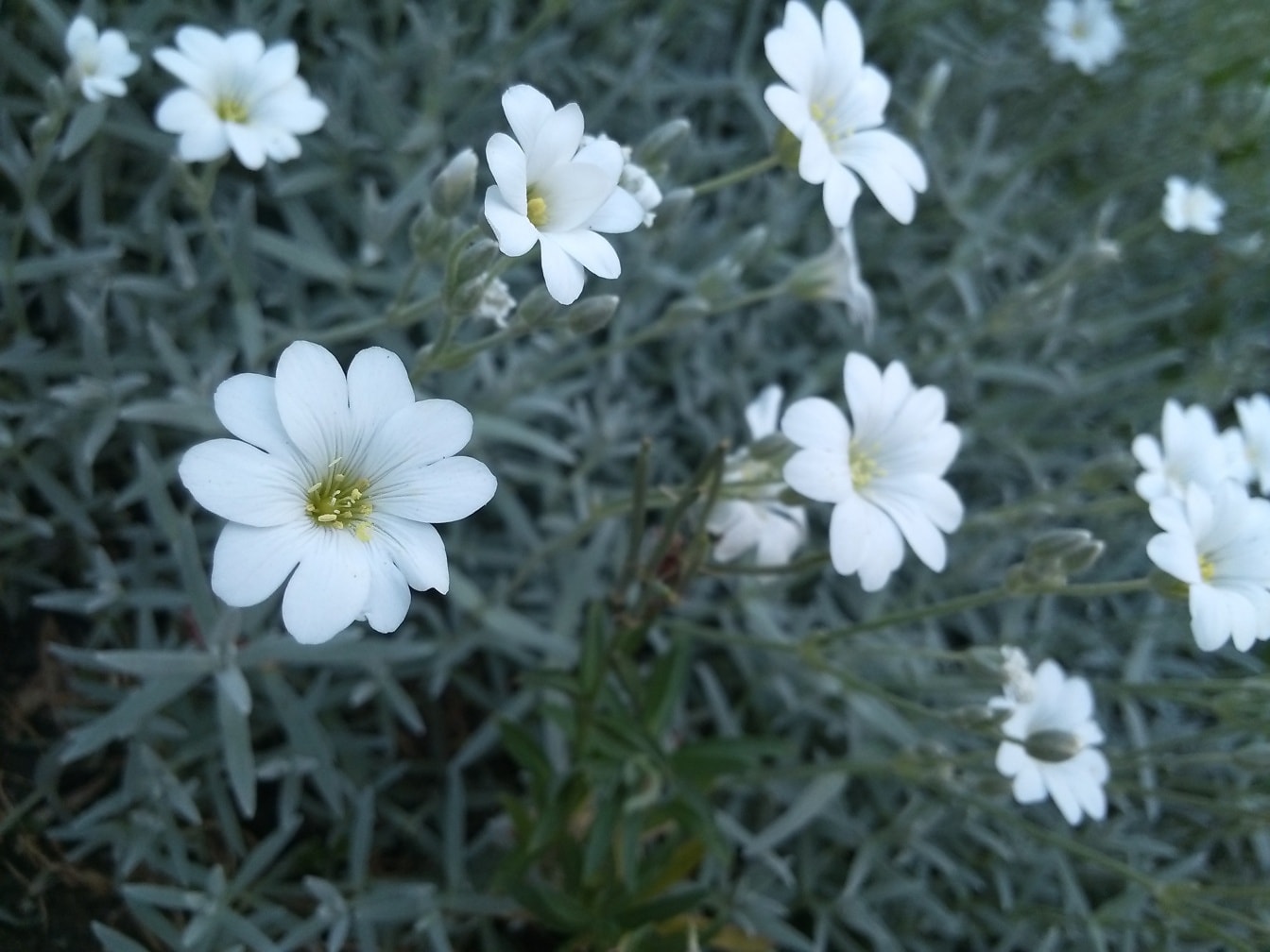 Witte wilde bloemen (Cerastium tomentosum)