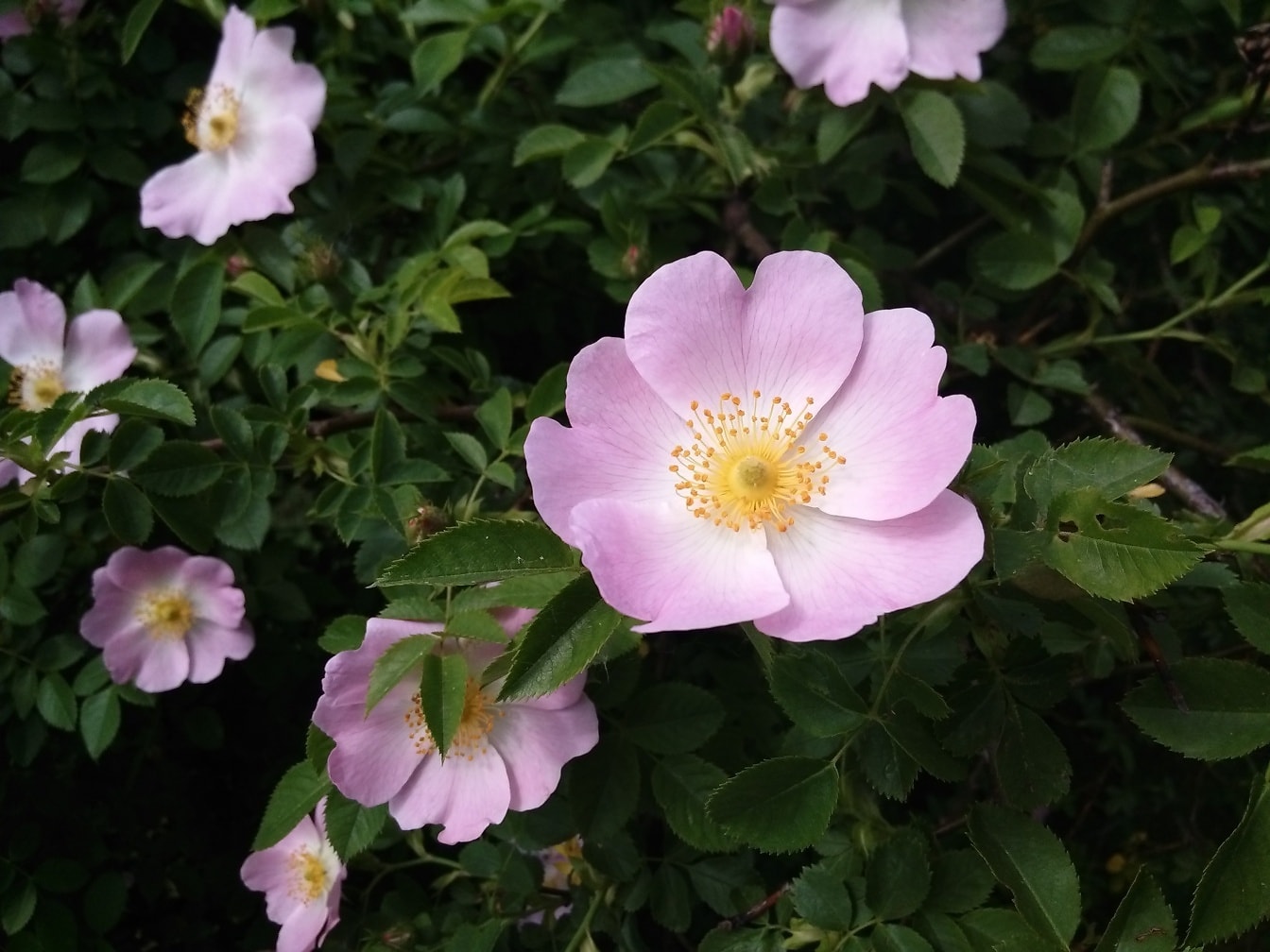 Różowawe kwiaty psiej róży (Rosa canina)