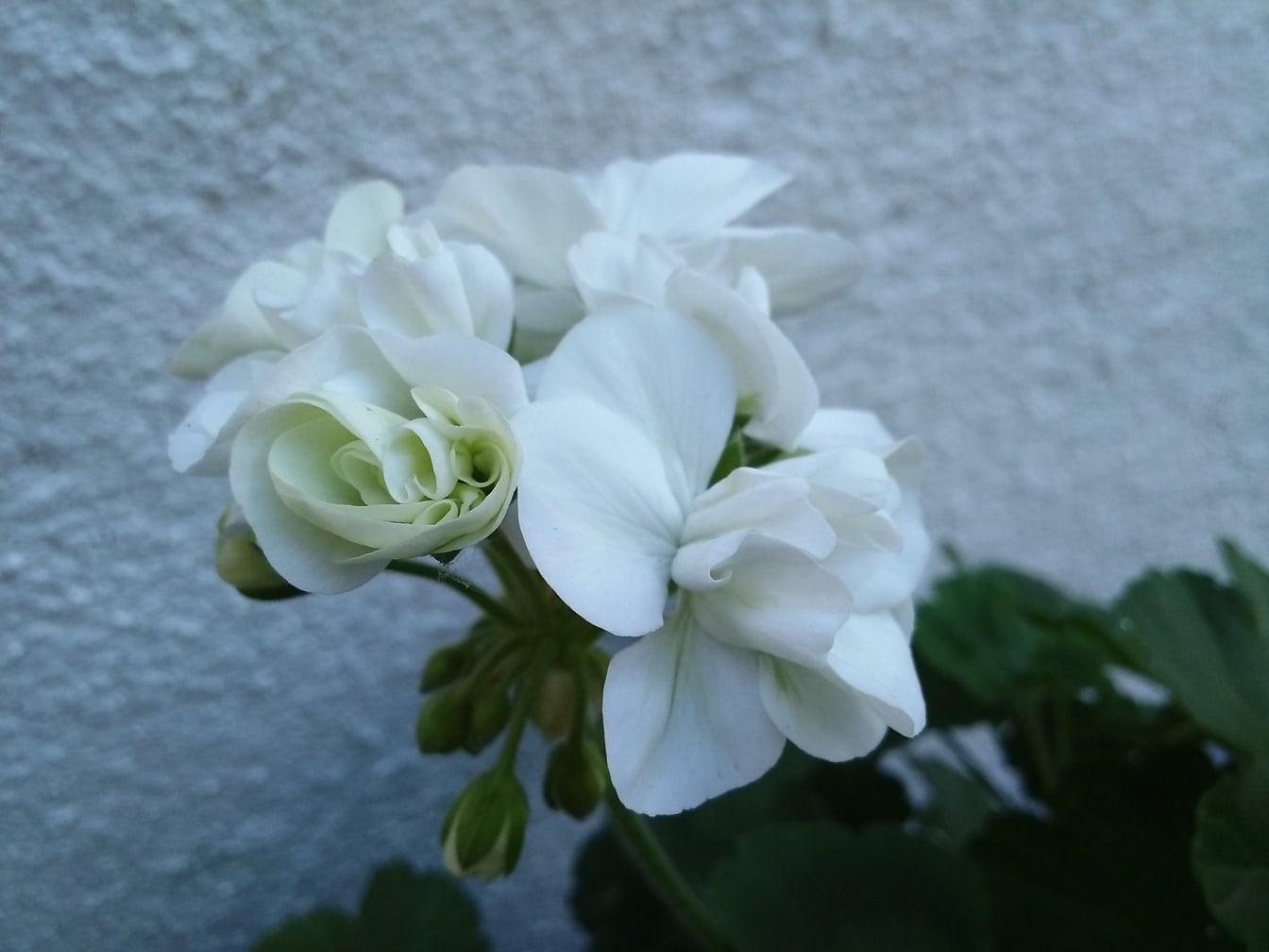 Čisto biely kvet pelargónie (Pelargonium hortorum)