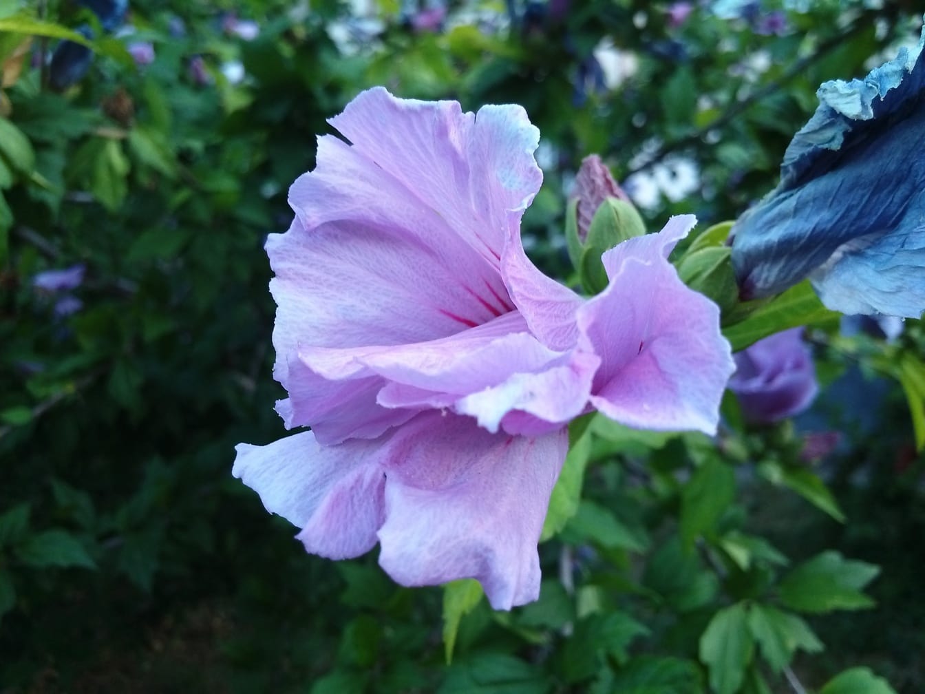 Pétales violacés de fleur d’hibiscus (Hibiscus syriacus)