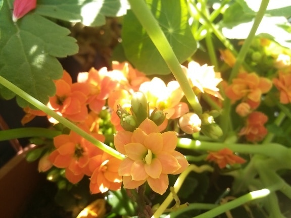 火红凯蒂的橙黄色花朵 (Kalanchoe blossfeldiana)