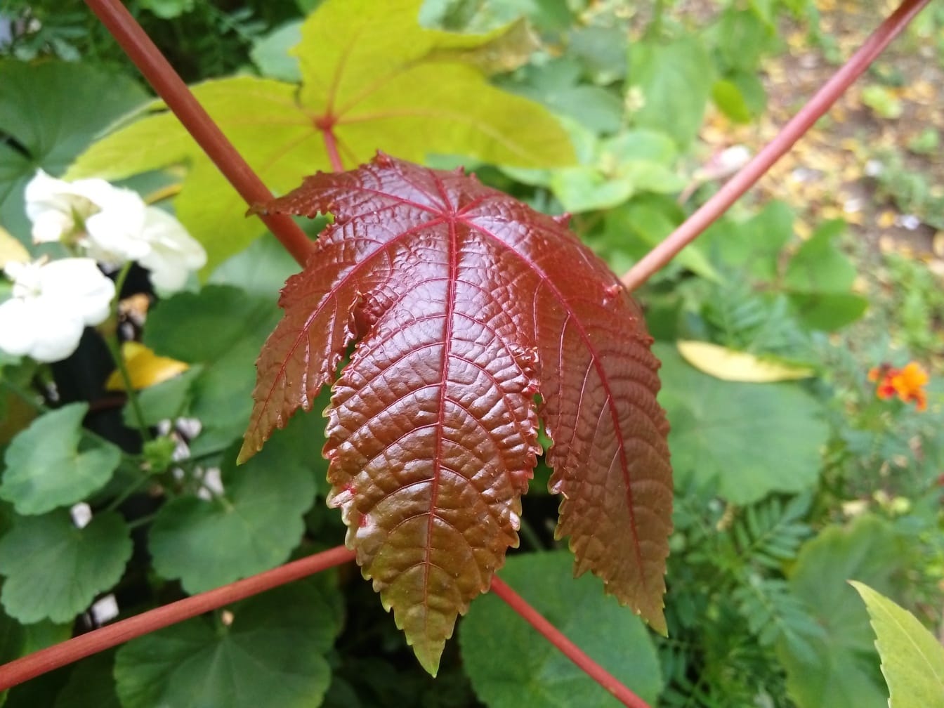 Leaf of the castor herb (Ricinus communis)