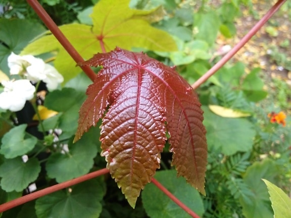 피마자 허브 (Ricinus communis)의 잎